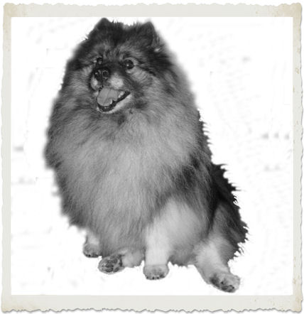 Wiske