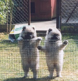 Links: Ledwell Sweet Louise   Rechts: haar nestzusje Ledwell Something Special  (hier 8 weken oud)