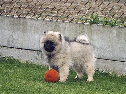 Wiske