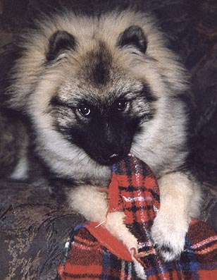 Wiske