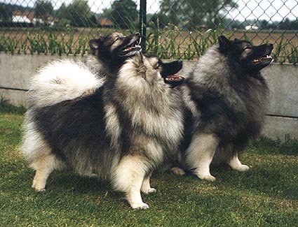 Wiske