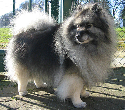 Wiske