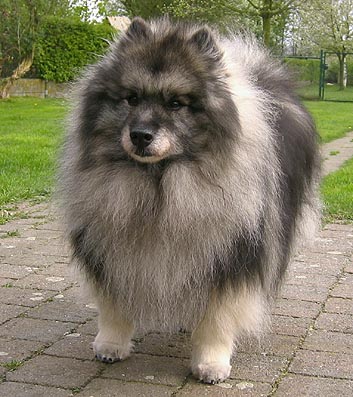 Wiske, 13 years